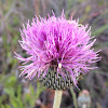 Common Thistle