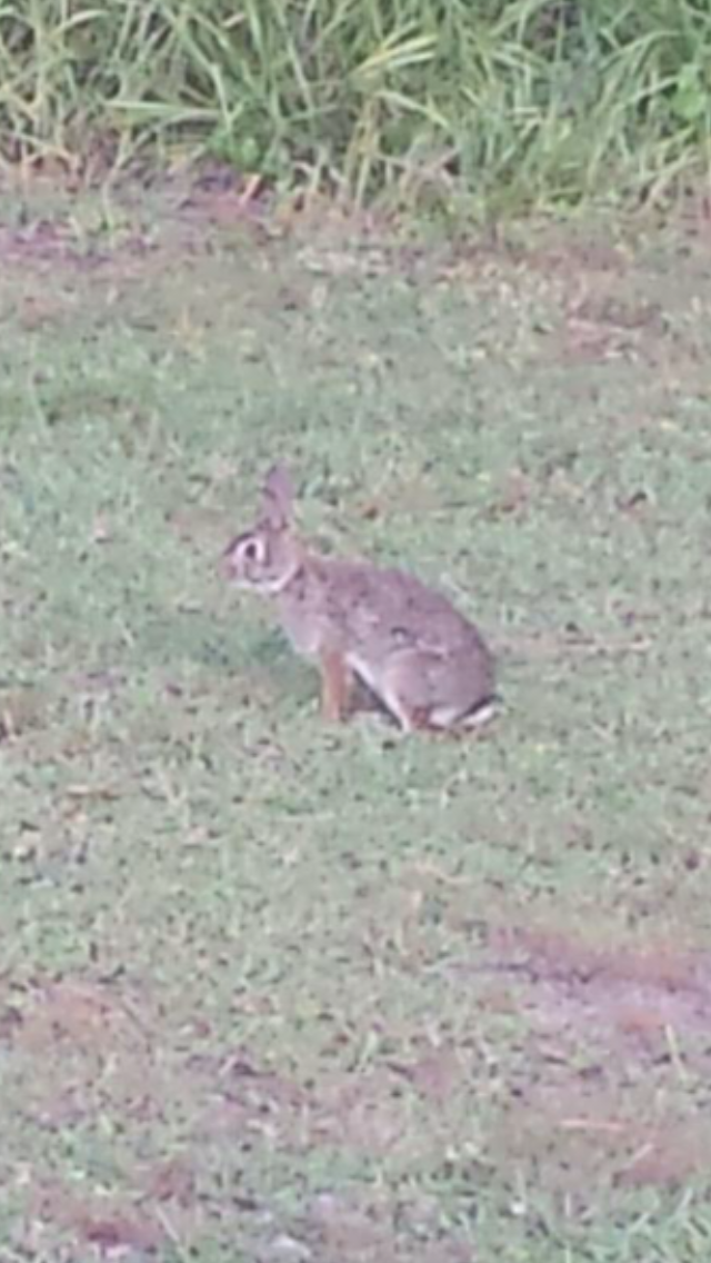 Eastern Cottontail