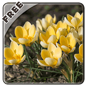 Spring Flowers Live Wallpaper 1.1.2 Icon