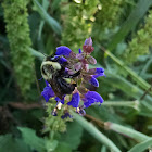 Common Eastern Bumble Bee