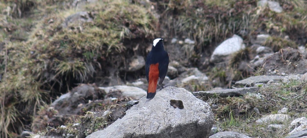 White-capped Water Redstart