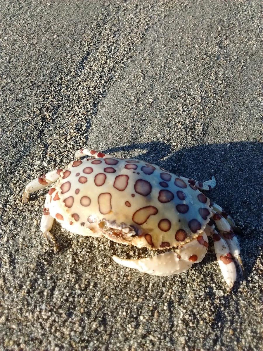 Calico Crab  (Hepatus epheliticus)