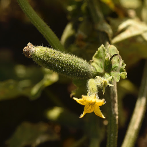 selvplukk sylteagurk