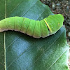 Eastern Tiger Swallowtail