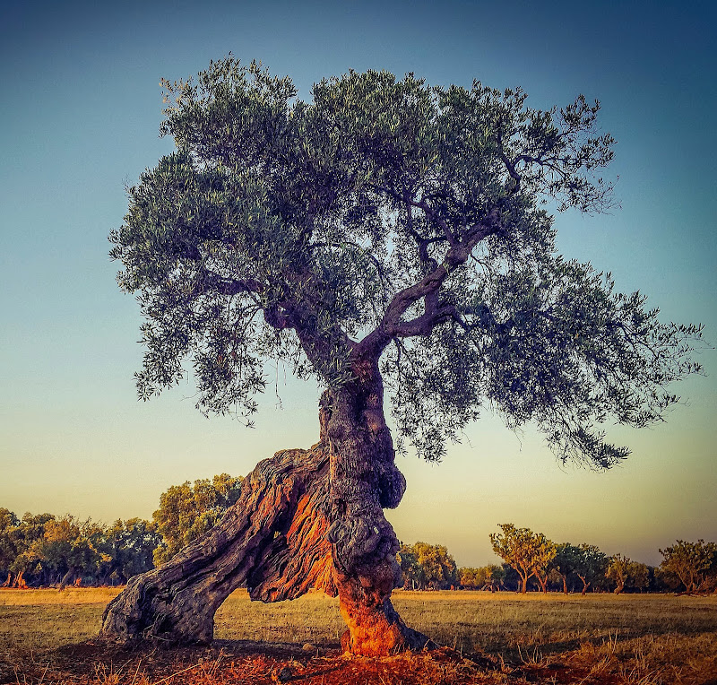 Un arancione millenario di pascalfrancois