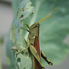 Obscure bird grasshopper