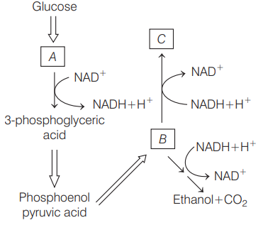 Anaerobic Respiration