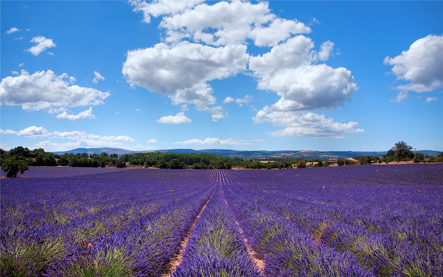 Provence  Themes & New Tab