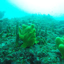 Giant frogfish