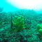 Giant frogfish