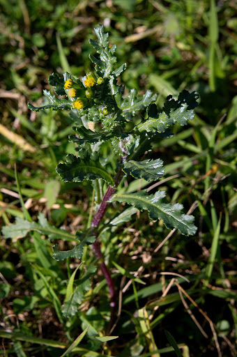 Senecio vulgaris