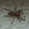 Gray Wall Jumper