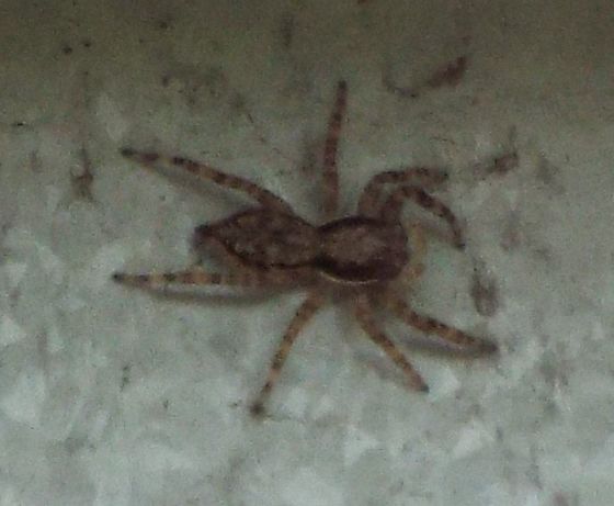 Gray Wall Jumper