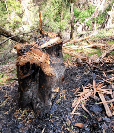 Illegal felling of trees and burning of charcoal that has been going on in forests in the North Rift