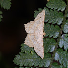 Geometrid Moth