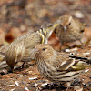 Pine Siskins