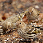 Pine Siskins