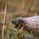 Ground pangolin