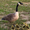 Canada Goose