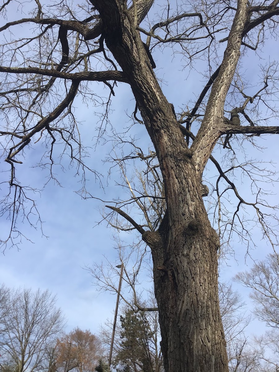 Black walnut tree