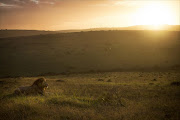 News of the death of a poacher emerged on Wednesday after reserve rangers found human remains in the lion enclosure.