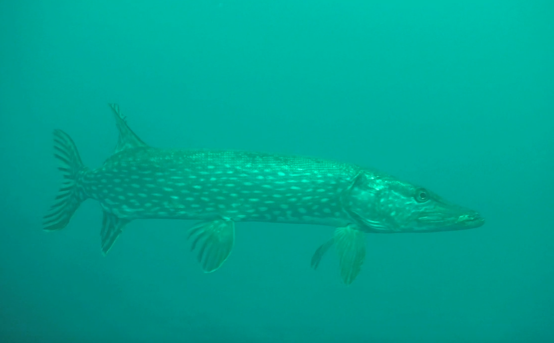 Northern Pike