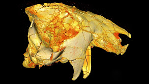 Dissecting a T. rex thumbnail