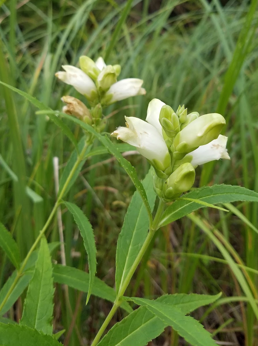 White Turtlehead