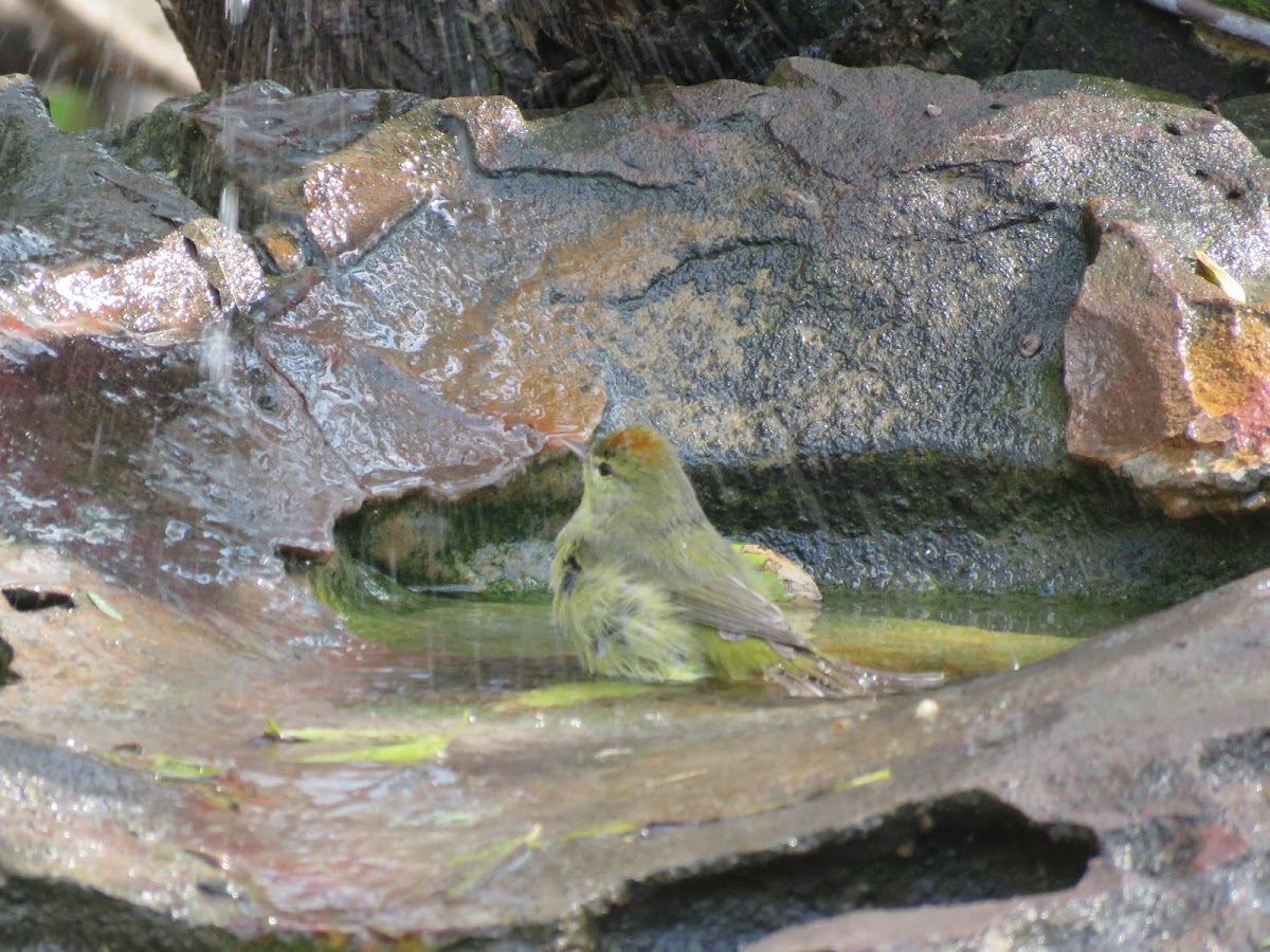 Orange-crowned Warbler