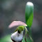 Ram's Head Lady's Slipper Orchid