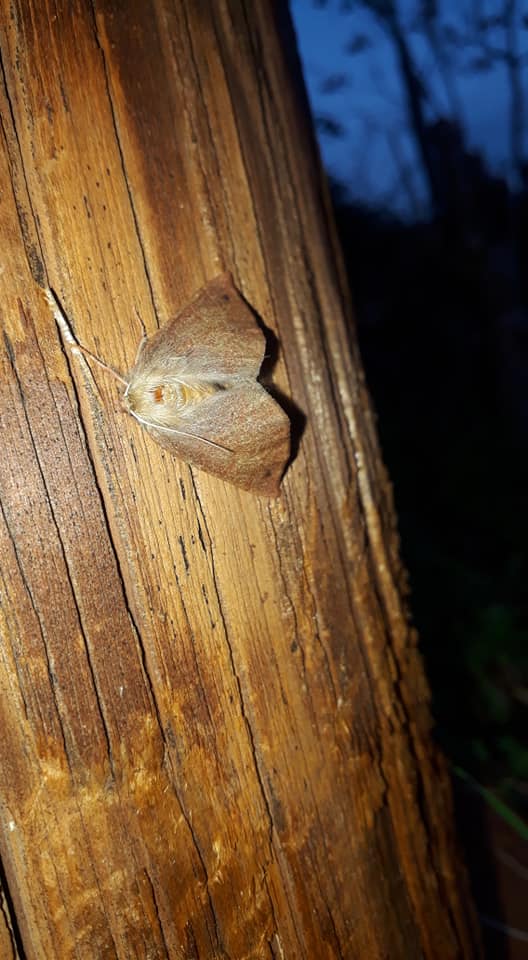 The feathered thorn