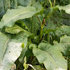 Broad-leaved Dock