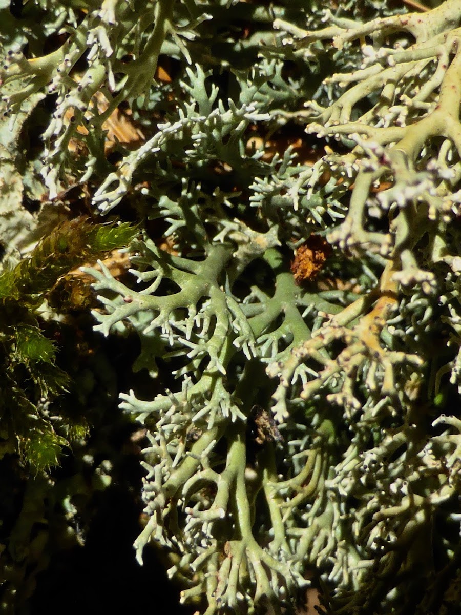 Ball Lichen