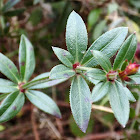 Bedstraw