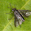 Sawfly