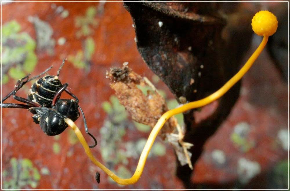 Cordyceps - O fungo que transforma insetos em zumbis!