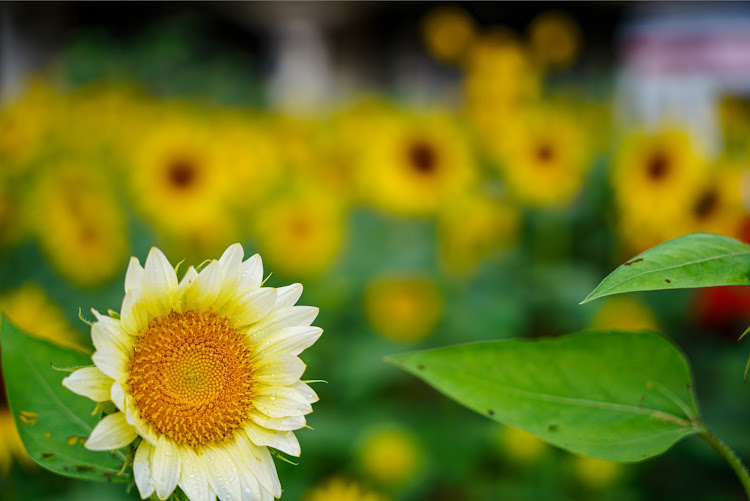 ヴォクシーのひまわり畑🌻・向日葵・岐阜県美濃市・洲原ひまわりの里・TAMRON 70-180mm F/2.8 Di III VXD (Model A056)に関するカスタム事例の投稿画像6枚目