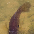 Bluegill Sunfish