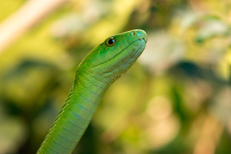 Snake catchers had to enlist the help of firefighters with a long ladder to retrieve a green mamba which was curled around a branch 14m above ground.