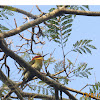 Chestnut-headed Bee-eater