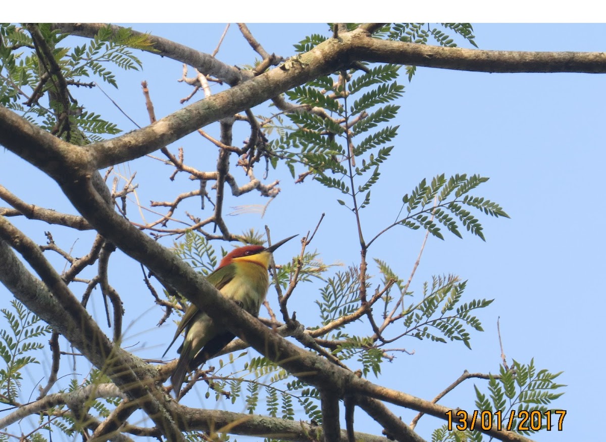 Chestnut-headed Bee-eater