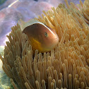 Pez payaso (Skunk clownfish)