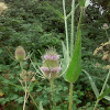 Common teasel