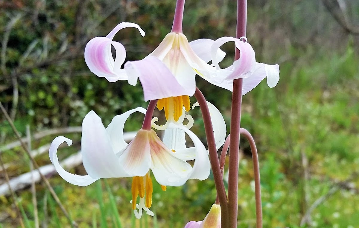 Oregon fawn-lily