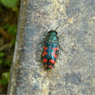 Acmaeodera beetle