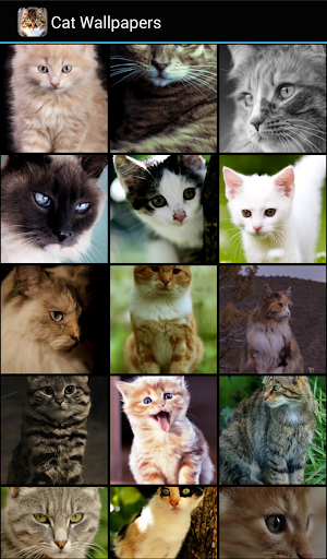 免費下載個人化APP|Cat Wallpapers app開箱文|APP開箱王