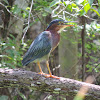 Green Heron