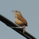 Carolina Wren