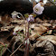 Round-lobed Hepatica