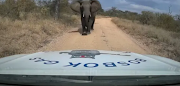 A  bakkie was damaged when an elephant charged and attacked the vehicle. 